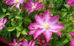 Pink Champagne Clematis - 1 Gallon Pot -Garden Plant Shop clematis pink champagne 8