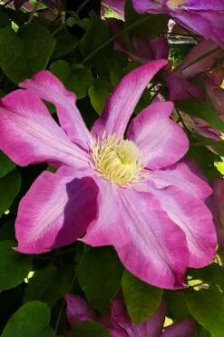 Pink Champagne Clematis - 1 Gallon Pot -Garden Plant Shop clematis pink champagne 9