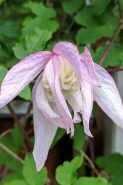 Pink Flamingo Clematis - 1 Gallon Pot -Garden Plant Shop clematis pink flamingo 6