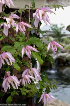 Pink Flamingo Clematis - 1 Gallon Pot -Garden Plant Shop clematis pink flamingo 9