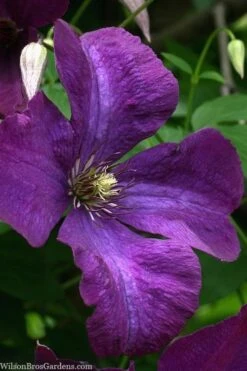 Polish Spirit Clematis - 1 Gallon Pot -Garden Plant Shop clematis polish spirit 1