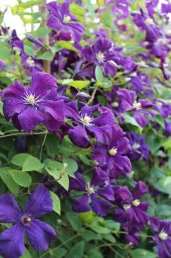 Polish Spirit Clematis - 1 Gallon Pot -Garden Plant Shop clematis polish spirit 6