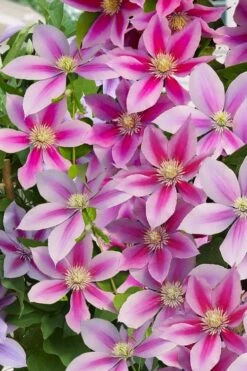 Poseidon Clematis - 1 Gallon Pot -Garden Plant Shop clematis poseidon 11