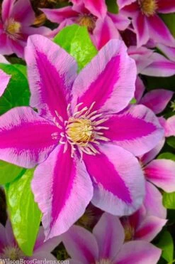 Poseidon Clematis - 1 Gallon Pot -Garden Plant Shop clematis poseidon 12