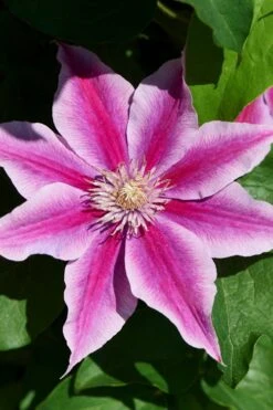 Poseidon Clematis - 1 Gallon Pot -Garden Plant Shop clematis poseidon 9