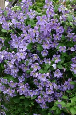 Prince Charles Clematis - 1 Gallon Pot -Garden Plant Shop clematis prince charles 1