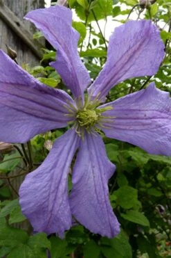 Prince Charles Clematis - 1 Gallon Pot -Garden Plant Shop clematis prince charles 4