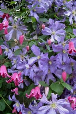 Prince Charles Clematis - 1 Gallon Pot -Garden Plant Shop clematis prince charles 6