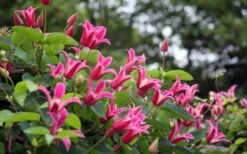 Princess Diana Clematis - 1 Gallon Pot -Garden Plant Shop clematis princess diana 1