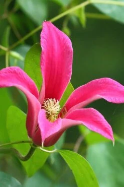 Princess Diana Clematis - 1 Gallon Pot -Garden Plant Shop clematis princess diana 3