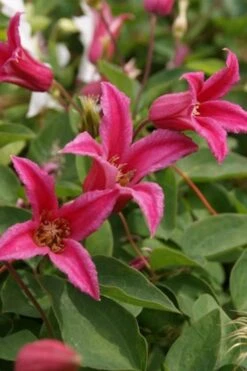 Princess Diana Clematis - 1 Gallon Pot -Garden Plant Shop clematis princess diana 4