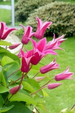 Princess Diana Clematis - 1 Gallon Pot -Garden Plant Shop clematis princess diana 5