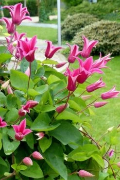 Princess Diana Clematis - 1 Gallon Pot -Garden Plant Shop clematis princess diana 6