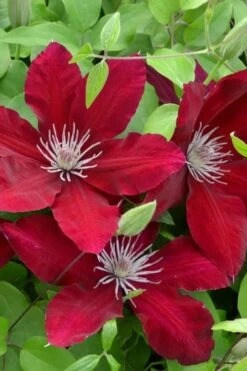 Rebecca Clematis - 1 Gallon Pot -Garden Plant Shop clematis rebecca 5