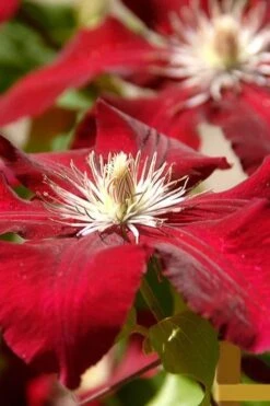 Rebecca Clematis - 1 Gallon Pot -Garden Plant Shop clematis rebecca 6