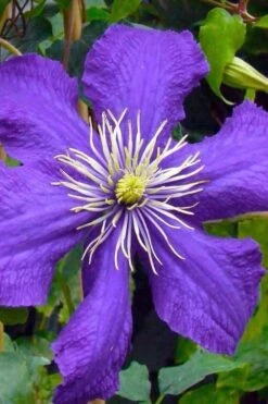 Rhapsody Clematis - 1 Gallon Pot -Garden Plant Shop clematis rhapsody 3