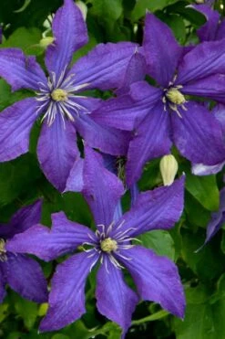 Rhapsody Clematis - 1 Gallon Pot -Garden Plant Shop clematis rhapsody 4