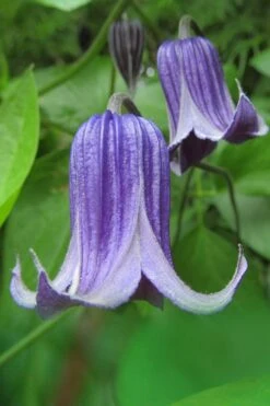 Roguchi Clematis - 1 Gallon Pot -Garden Plant Shop clematis roguchi 6