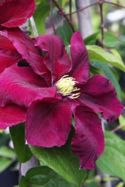 Rosemoor Clematis - 1 Gallon Pot -Garden Plant Shop clematis rosemoor 5