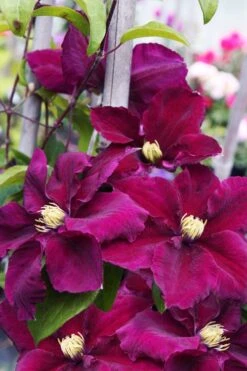 Rosemoor Clematis - 1 Gallon Pot -Garden Plant Shop clematis rosemoor 6