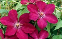 Rouge Cardinal Clematis - 1 Gallon Pot -Garden Plant Shop clematis rouge cardinal 2