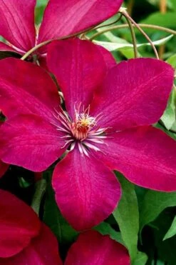 Rouge Cardinal Clematis - 1 Gallon Pot -Garden Plant Shop clematis rouge cardinal 3