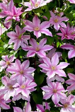 Sally Clematis - 1 Gallon Pot -Garden Plant Shop clematis sally 22