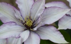 Samaritan Jo Clematis - 1 Gallon Pot -Garden Plant Shop clematis samaritan joe 1