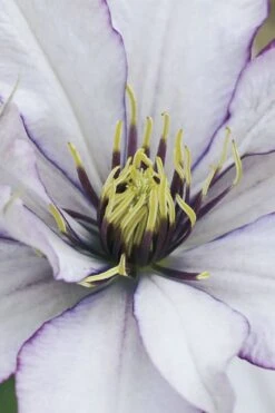 Samaritan Jo Clematis - 1 Gallon Pot -Garden Plant Shop clematis samaritan joe 4