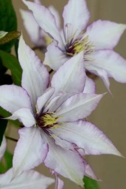 Samaritan Jo Clematis - 1 Gallon Pot -Garden Plant Shop clematis samaritan joe 5