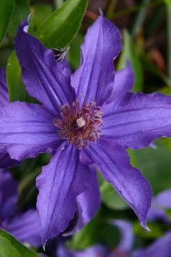 Sapphire Indigo Clematis - 1 Gallon Pot -Garden Plant Shop clematis sapphire indigo 1 1