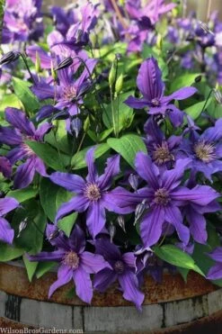 Sapphire Indigo Clematis - 1 Gallon Pot -Garden Plant Shop clematis sapphire indigo 4 1