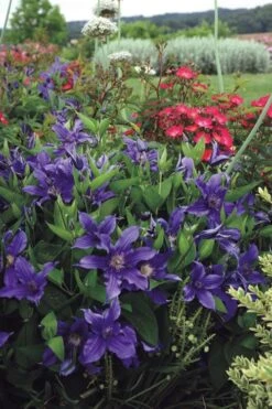 Sapphire Indigo Clematis - 3 Gallon Pot -Garden Plant Shop clematis sapphire indigo 6