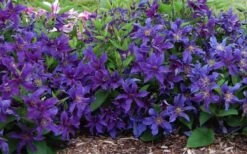 Sapphire Indigo Clematis - 3 Gallon Pot -Garden Plant Shop clematis sapphire indigo 7