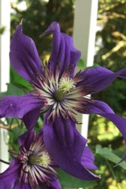 Sapphire Indigo Clematis - 3 Gallon Pot -Garden Plant Shop clematis sapphire indigo 9