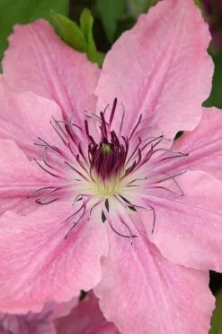 Sarah Elizabeth Clematis - 1 Gallon Pot -Garden Plant Shop clematis sarah elizabeth 3
