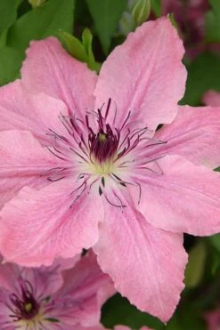 Sarah Elizabeth Clematis - 1 Gallon Pot -Garden Plant Shop clematis sarah elizabeth 4