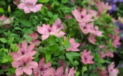 Sarah Elizabeth Clematis - 1 Gallon Pot -Garden Plant Shop clematis sarah elizabeth 5