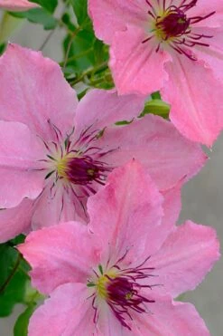 Sarah Elizabeth Clematis - 1 Gallon Pot -Garden Plant Shop clematis sarah elizabeth 7