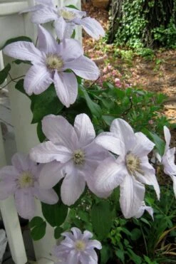 Silver Moon Clematis - 1 Gallon Pot -Garden Plant Shop clematis silver moon 3