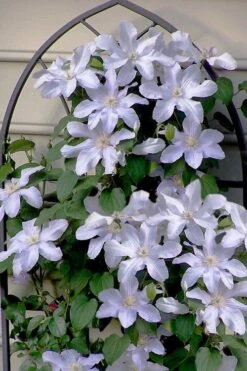 Silver Moon Clematis - 1 Gallon Pot -Garden Plant Shop clematis silver moon 7