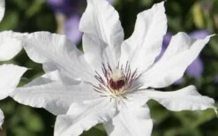 Snow Queen Clematis - 1 Gallon Pot -Garden Plant Shop clematis snow queen 3