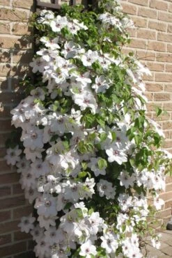 Snow Queen Clematis - 1 Gallon Pot -Garden Plant Shop clematis snow queen 4