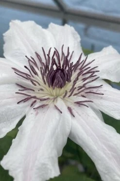 Snow Queen Clematis - 1 Gallon Pot -Garden Plant Shop clematis snow queen 5