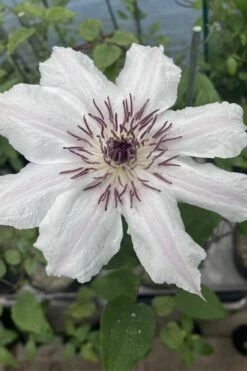 Snow Queen Clematis - 1 Gallon Pot -Garden Plant Shop clematis snow queen 7