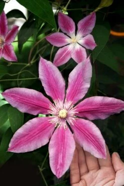 Sugar Candy Clematis - 1 Gallon Pot -Garden Plant Shop clematis sugar candy 3
