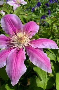 Sugar Candy Clematis - 1 Gallon Pot -Garden Plant Shop clematis sugar candy 4