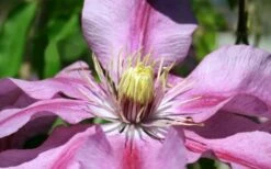 Sugar Candy Clematis - 1 Gallon Pot -Garden Plant Shop clematis sugar candy 5
