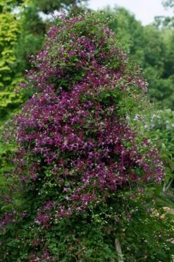 Sweet Summer Love Clematis - 1 Gallon Pot -Garden Plant Shop clematis sweet summer love 4