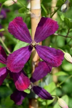 Sweet Summer Love Clematis - 1 Gallon Pot -Garden Plant Shop clematis sweet summer love 7